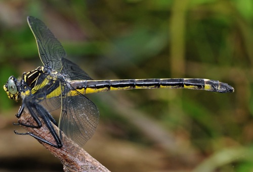 Female
2009_06_13_Rabun